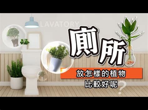 適合廁所的植物|廁所空氣清新秘訣：6種淨化空氣的植物推薦 